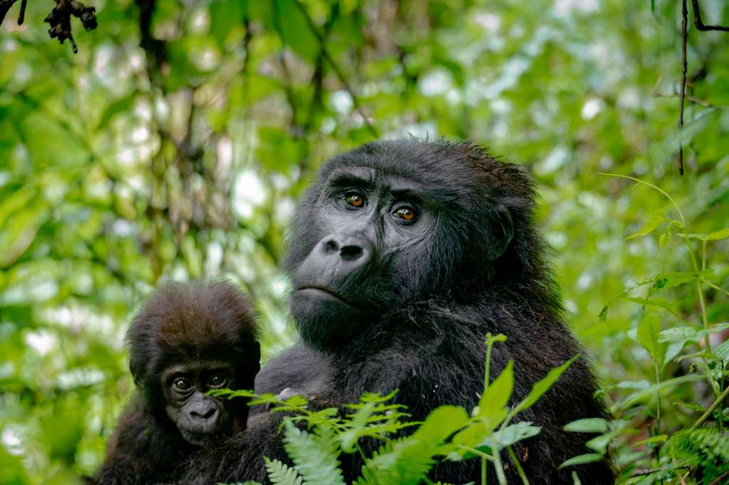 Elferspot Experience Jan Kalmar Beyond Adventure African Highlands