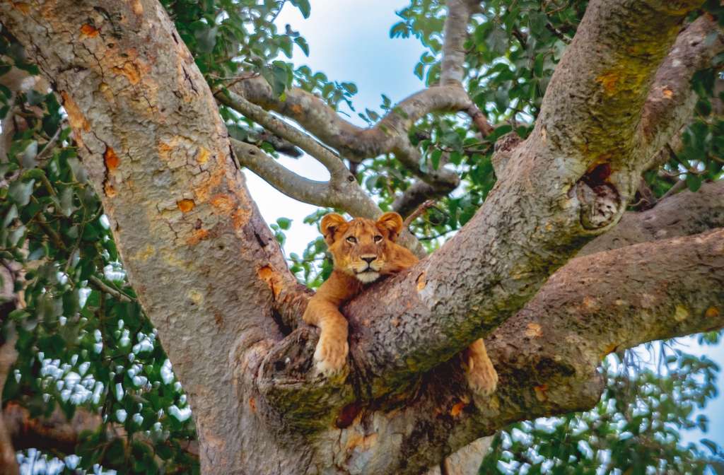 Elferspot Experience Jan Kalmar Beyond Adventure African Highlands Lion on tree