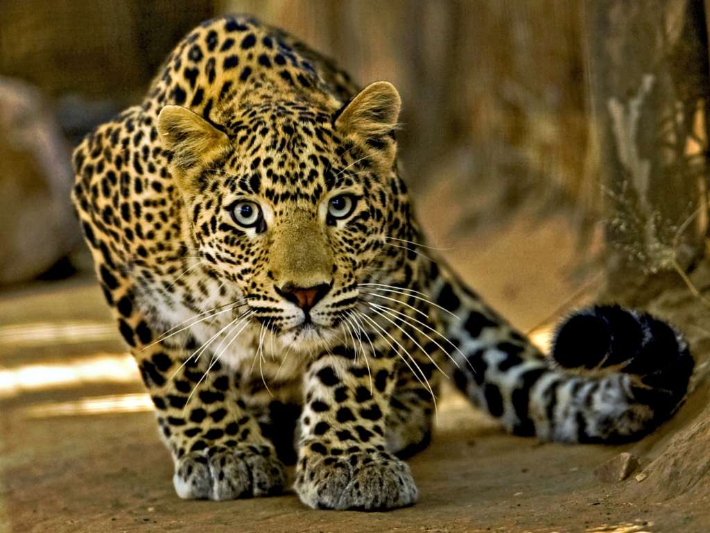 Elferspot Experience Jan Kalmar Beyond Adventure African Highlands Leopard