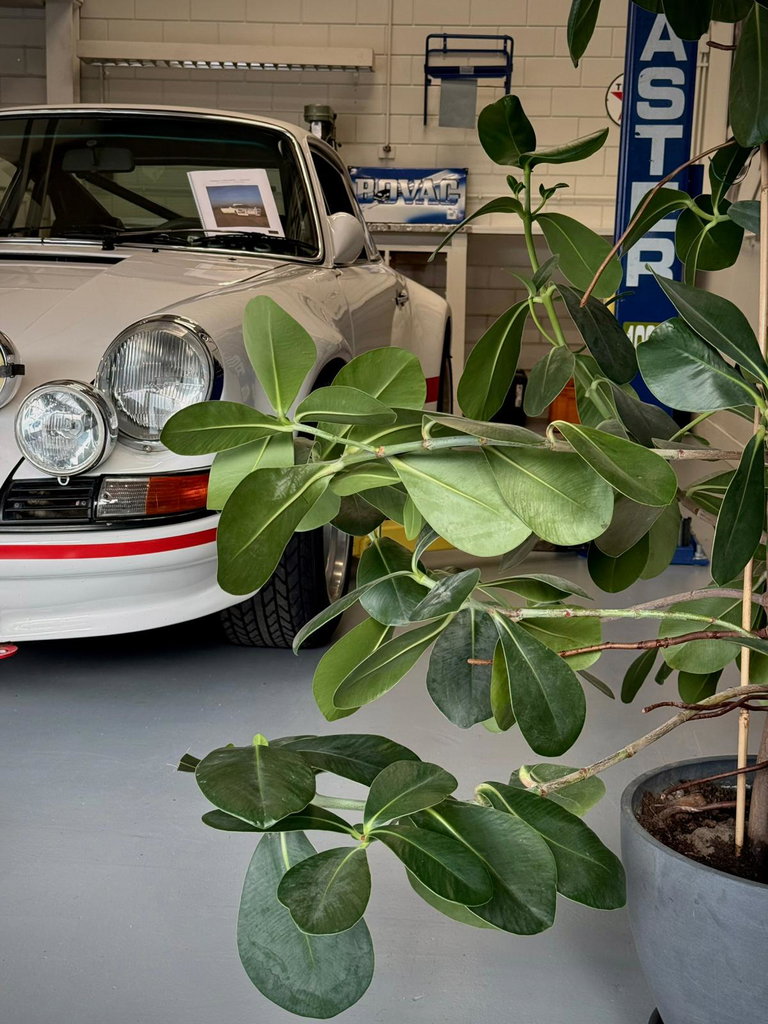 Porsche 911 Backdate